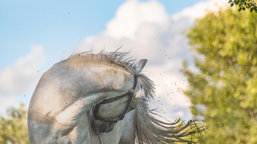 Insects swarming around a gray horse